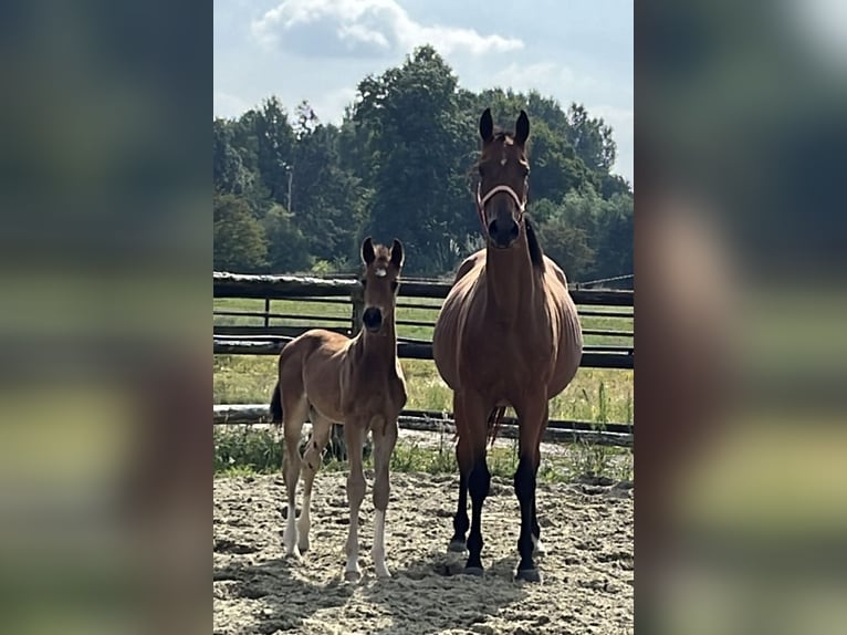 Hannoveraner Hengst 1 Jahr Brauner in Kevelaer