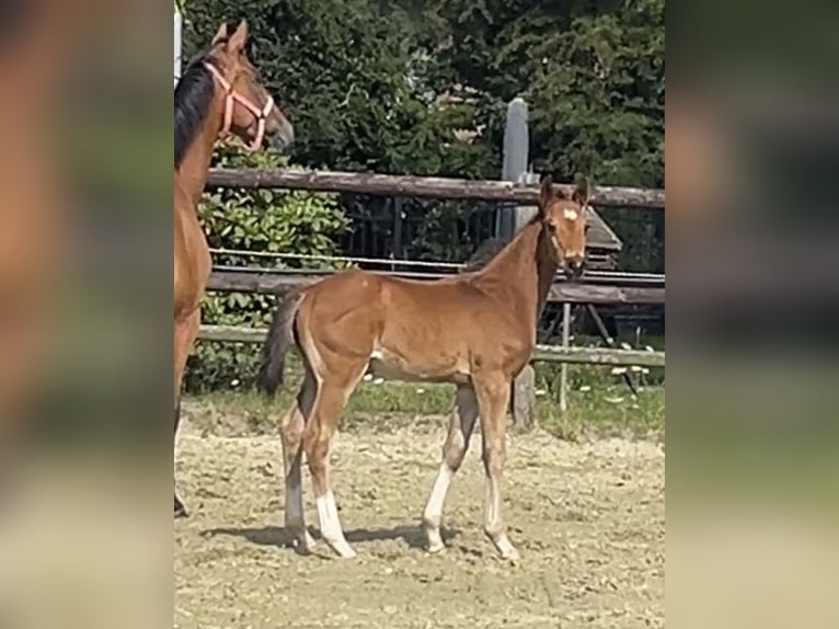 Hannoveraner Hengst 1 Jahr Brauner in Kevelaer