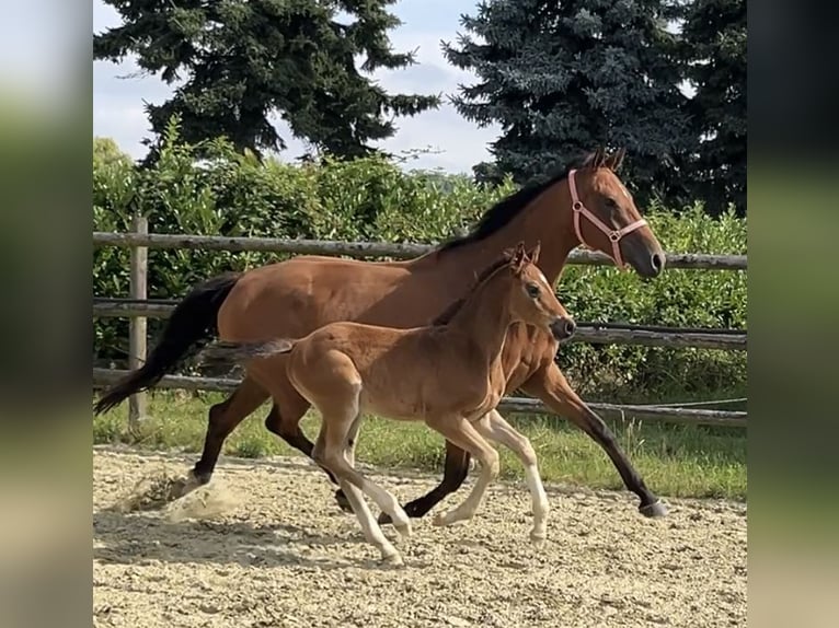 Hannoveraner Hengst 1 Jahr Brauner in Kevelaer