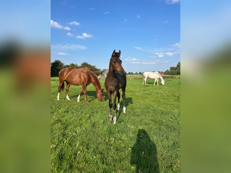 Hannoveraner Hengst 1 Jahr Brauner in Lauenhagen