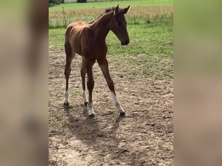 Hannoveraner Hengst 1 Jahr Brauner in Neukalen