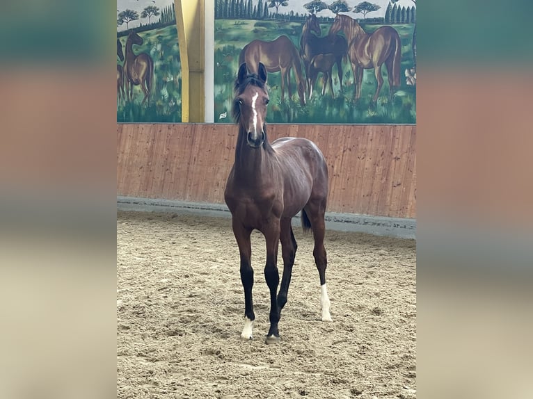 Hannoveraner Hengst 1 Jahr Brauner in Rees