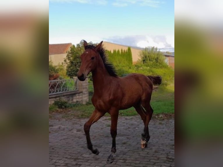 Hannoveraner Hengst 1 Jahr Brauner in Rinteln