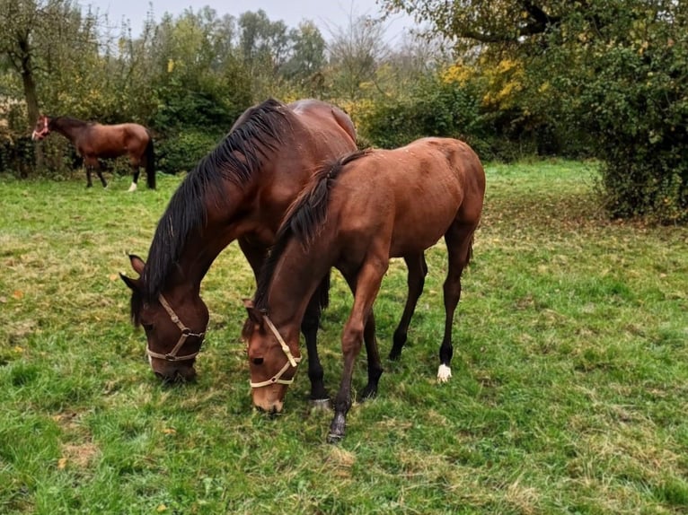 Hannoveraner Hengst 1 Jahr Brauner in Rinteln