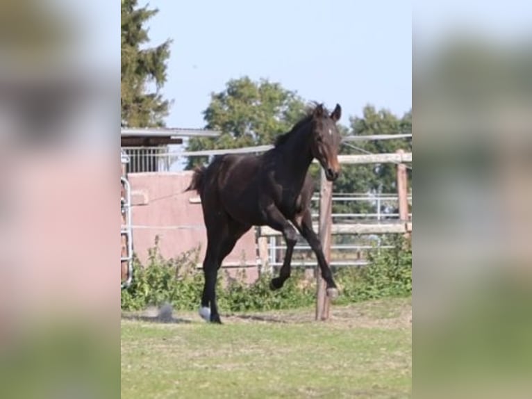 Hannoveraner Hengst 1 Jahr Brauner in Grasberg