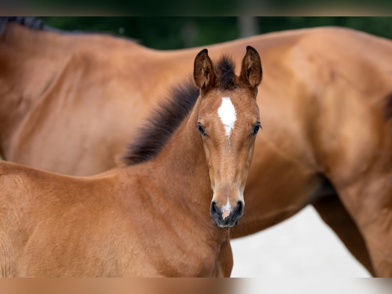 Hannoveraner Hengst 1 Jahr Brauner in Friedeburg