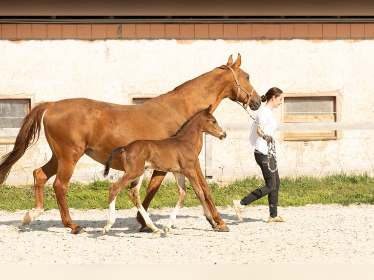 Hannoveraner Hengst 1 Jahr Brauner in Meisdorf
