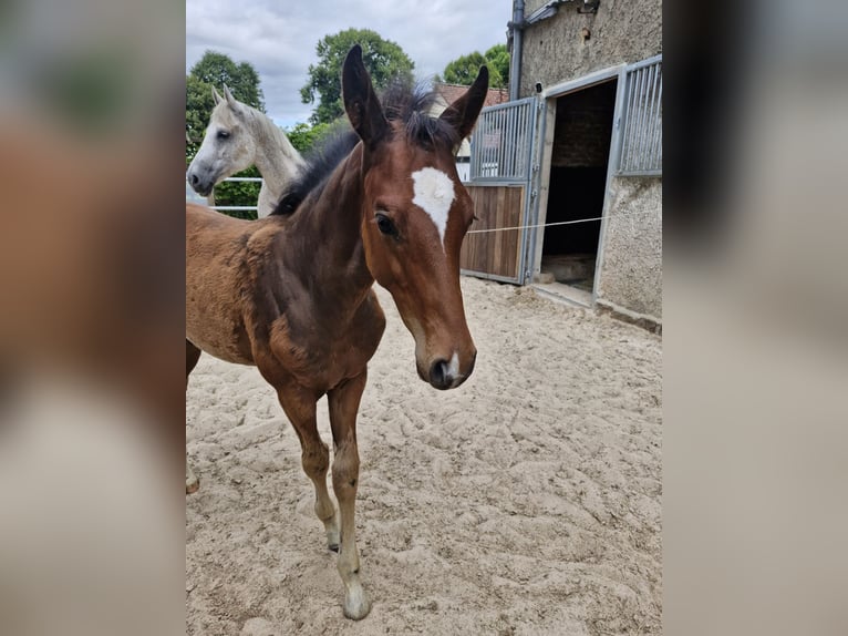 Hannoveraner Hengst 1 Jahr Brauner in Bodenfelde-Wahmbeck