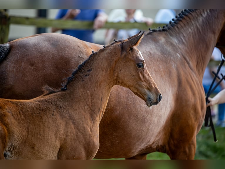 Hannoveraner Hengst 1 Jahr Brauner in Bodenfelde-Wahmbeck