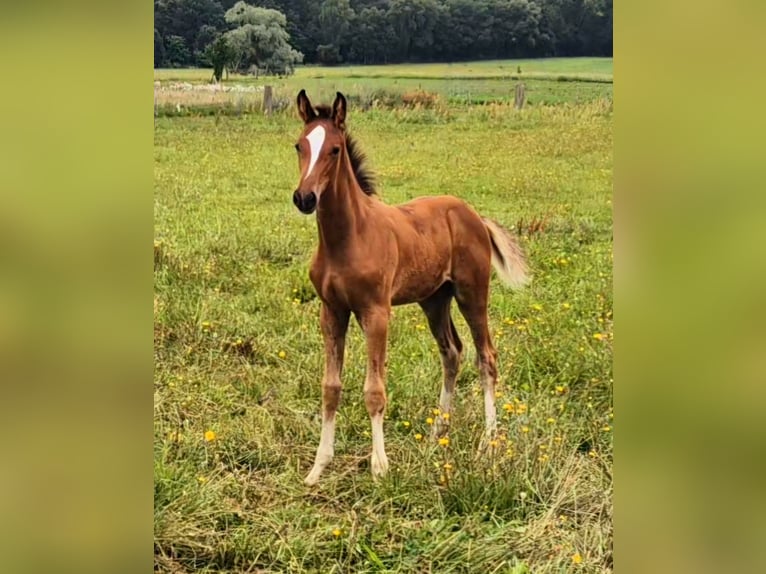Hannoveraner Hengst 1 Jahr Brauner in Bernau