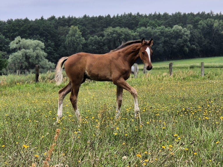 Hannoveraner Hengst 1 Jahr Brauner in Bernau