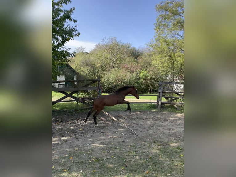 Hannoveraner Hengst 1 Jahr Brauner in Hadres