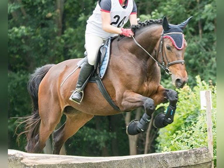 Hannoveraner Hengst 1 Jahr Brauner in Hadres