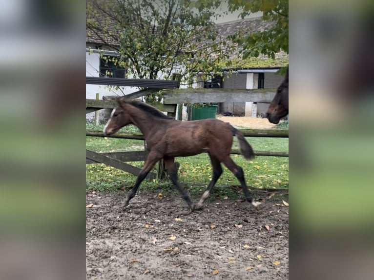 Hannoveraner Hengst 1 Jahr Brauner in Hadres