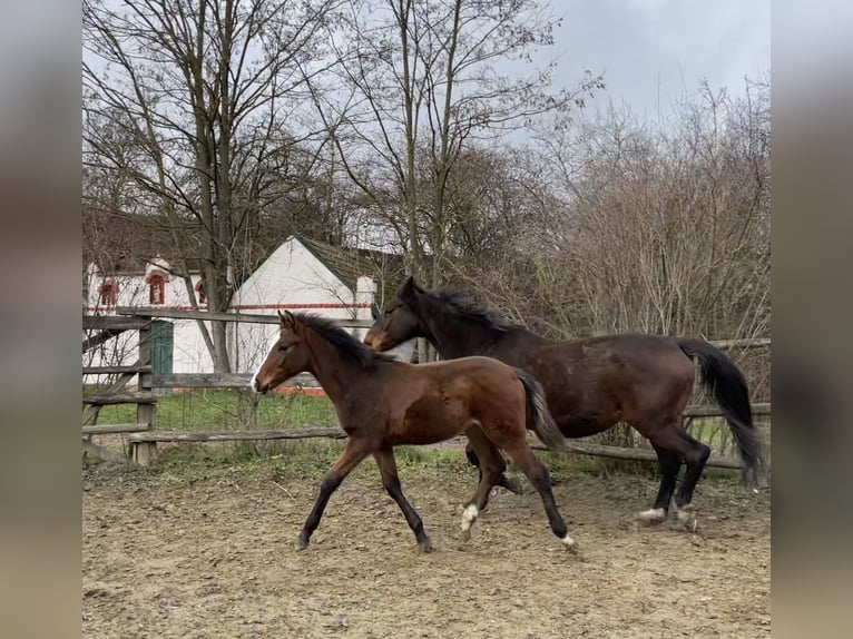 Hannoveraner Hengst 1 Jahr Brauner in Hadres