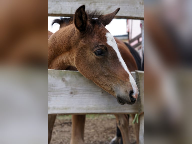Hannoveraner Hengst 1 Jahr Brauner in Hessisch Lichtenau