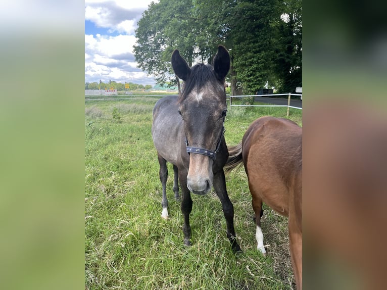 Hannoveraner Hengst 1 Jahr Braunfalbschimmel in Hoogstede