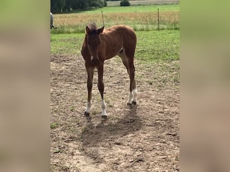 Hannoveraner Hengst 1 Jahr in Neukalen