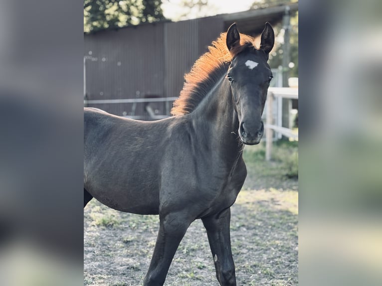 Hannoveraner Hengst 1 Jahr Dunkelfuchs in Kirchdorf