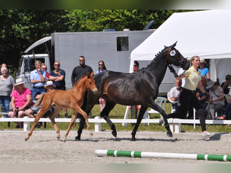 Hannoveraner Hengst 1 Jahr Fuchs in Norden Norden