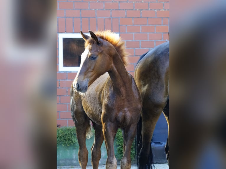 Hannoveraner Hengst 1 Jahr Fuchs in Spelle