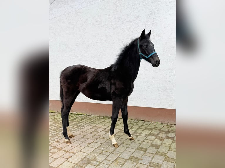 Hannoveraner Hengst 1 Jahr Kann Schimmel werden in Heidenrod