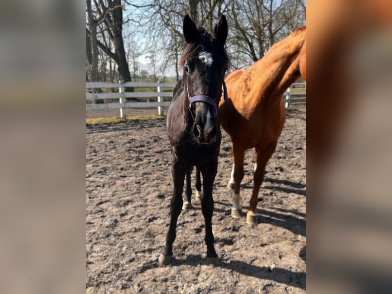 Hannoveraner Hengst 1 Jahr Rappe in Cuxhaven