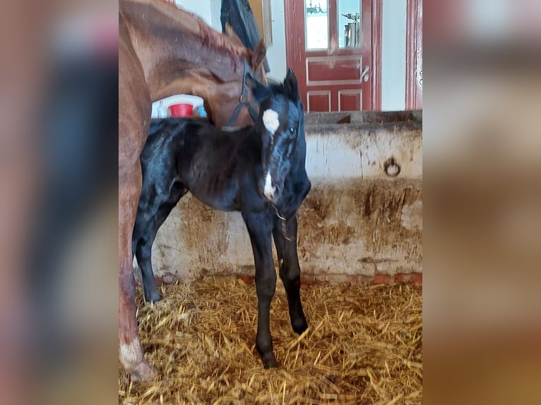 Hannoveraner Hengst 1 Jahr Rappe in Cuxhaven