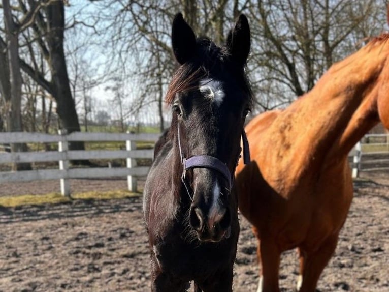 Hannoveraner Hengst 1 Jahr Rappe in Cuxhaven