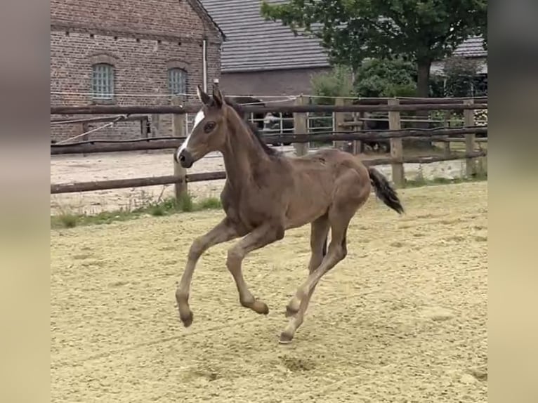 Hannoveraner Hengst 1 Jahr Rappe in Kevelaer