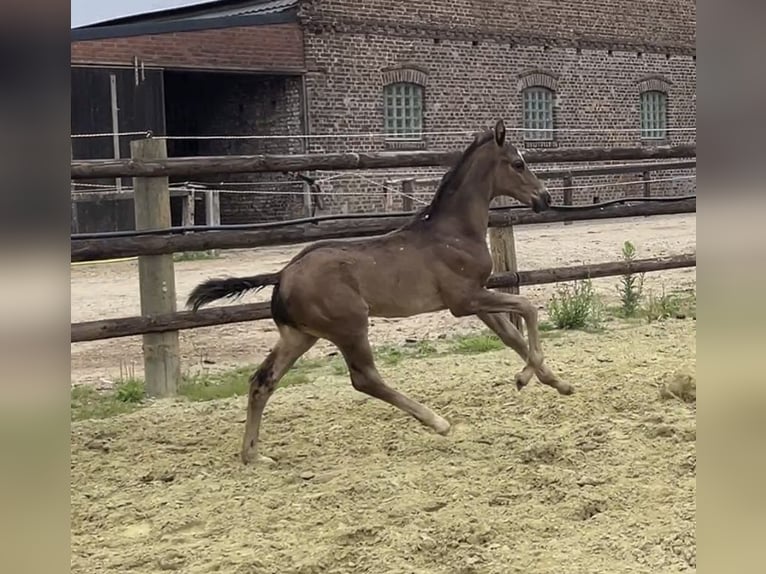 Hannoveraner Hengst 1 Jahr Rappe in Kevelaer