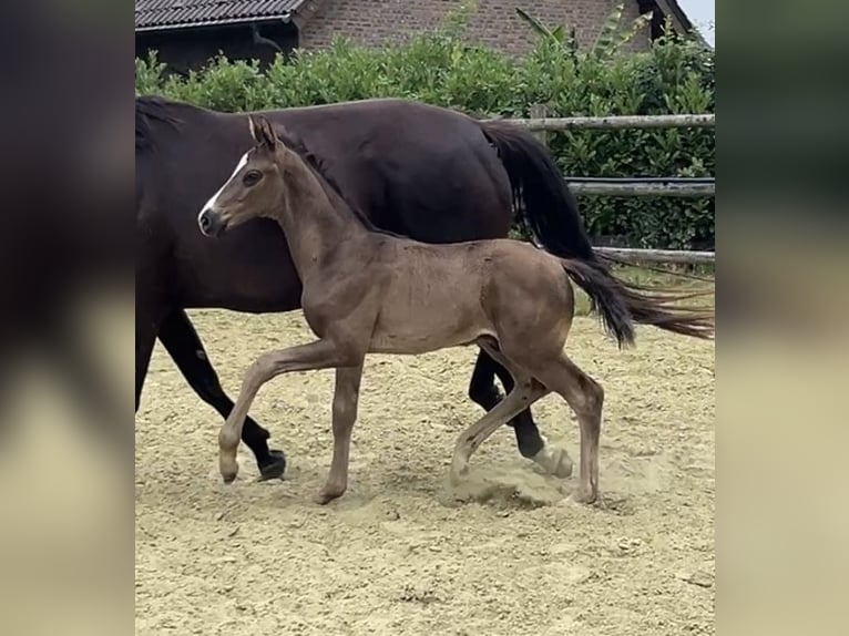 Hannoveraner Hengst 1 Jahr Rappe in Kevelaer