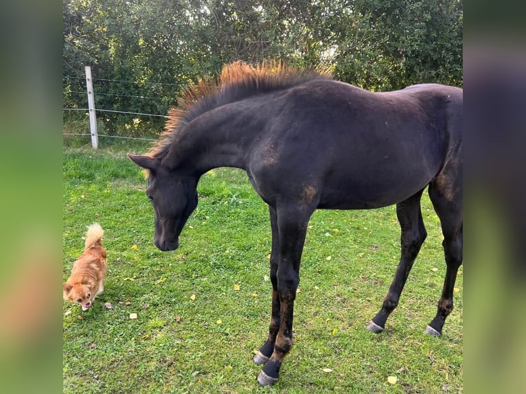 Hannoveraner Hengst 1 Jahr Rappe in Großheide