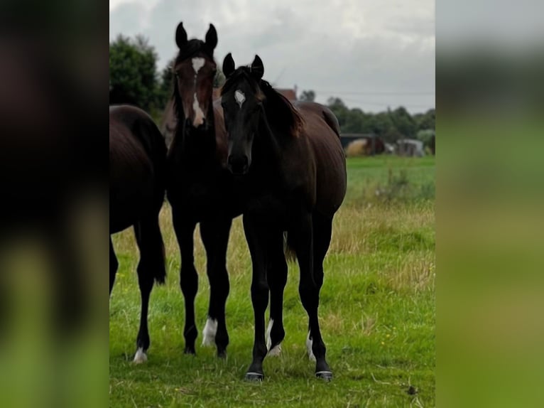 Hannoveraner Hengst 1 Jahr Rappe in Aurich
