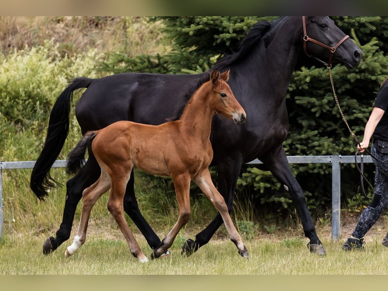Hannoveraner Hengst 1 Jahr Rotbrauner in DUSZNIKI