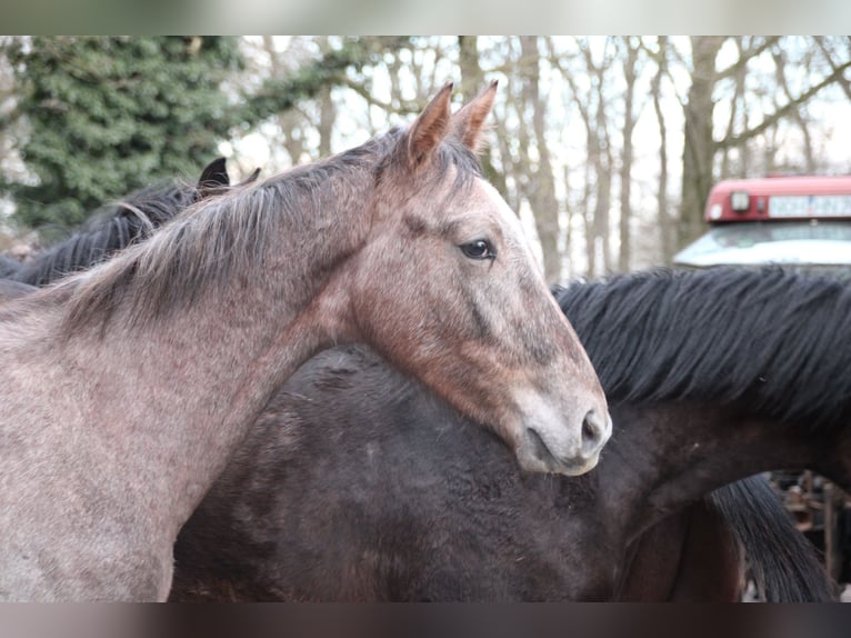 Hannoveraner Hengst 1 Jahr Schimmel in Osterwald
