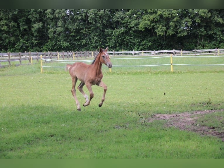 Hannoveraner Hengst 1 Jahr Schimmel in Osterwald