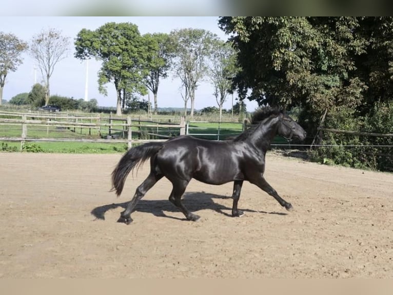 Hannoveraner Hengst 2 Jahre 155 cm Rappe in Hemmoor