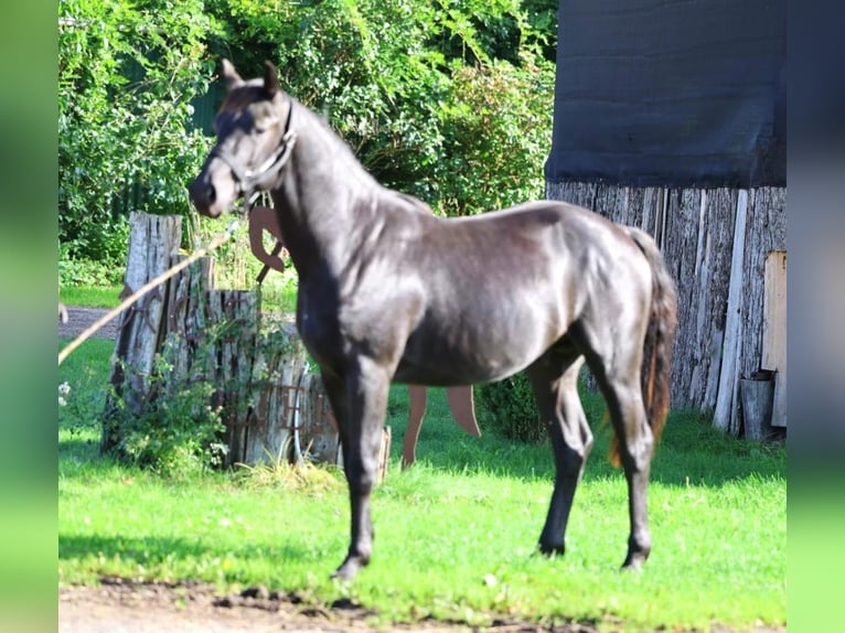 Hannoveraner Hengst 2 Jahre 155 cm Rappe in Hemmoor