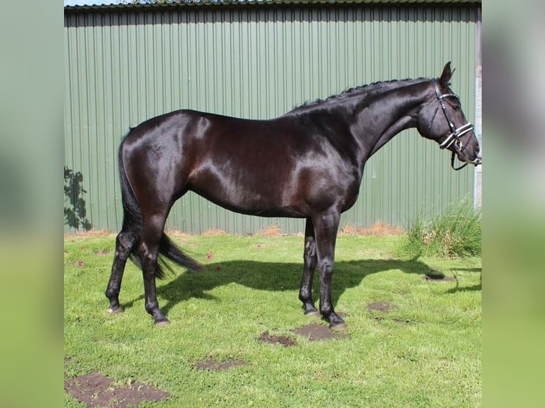Hannoveraner Hengst 2 Jahre 155 cm Rappe in Hemmoor