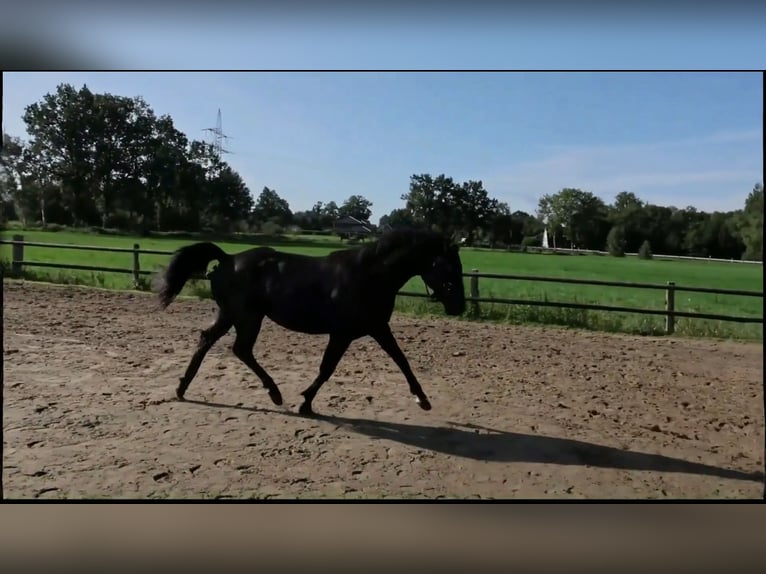Hannoveraner Hengst 2 Jahre 155 cm Rappe in Hemmoor