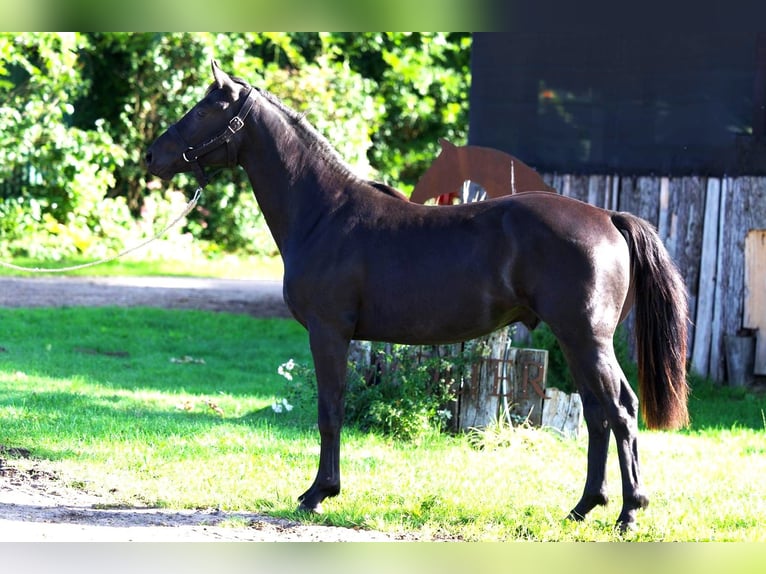 Hannoveraner Hengst 2 Jahre 155 cm Rappe in Hemmoor