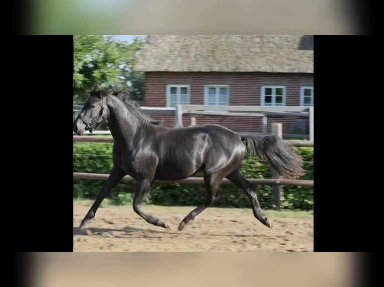 Hannoveraner Hengst 2 Jahre 155 cm Rappe in Hemmoor