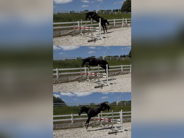 Hannoveraner Hengst 2 Jahre 155 cm Rappe in Bystra