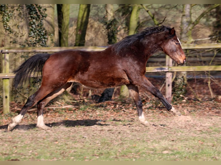 Hannoveraner Mix Hengst 2 Jahre 158 cm Dunkelbrauner in Colnrade