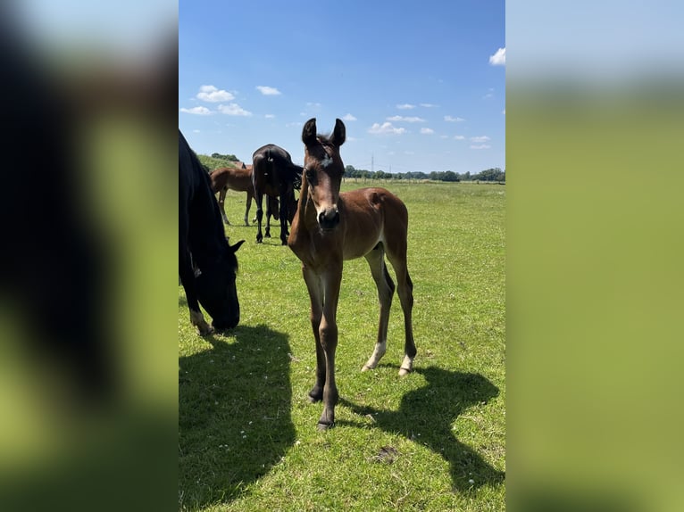 Hannoveraner Hengst 2 Jahre 160 cm Brauner in Völkersen