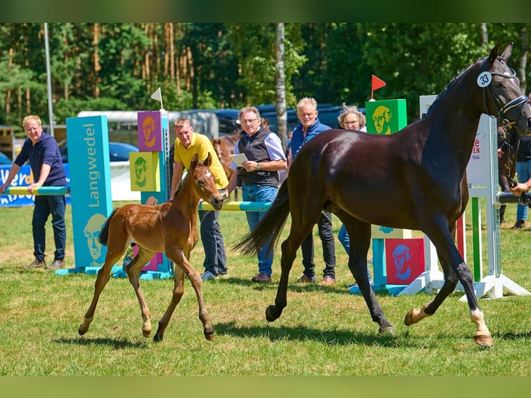 Hannoveraner Hengst 2 Jahre 160 cm Brauner in Völkersen