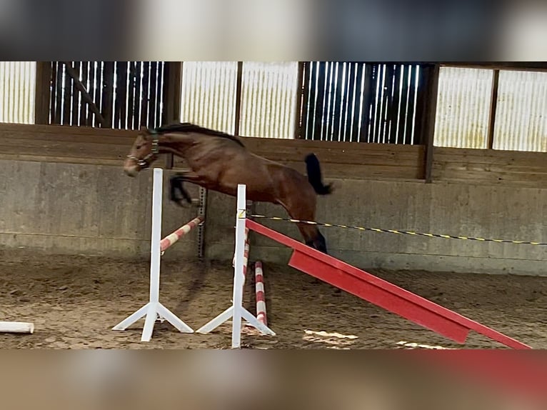 Hannoveraner Hengst 2 Jahre 160 cm Brauner in BerneBerne