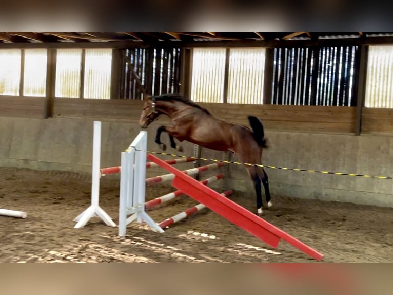 Hannoveraner Hengst 2 Jahre 160 cm Brauner in BerneBerne