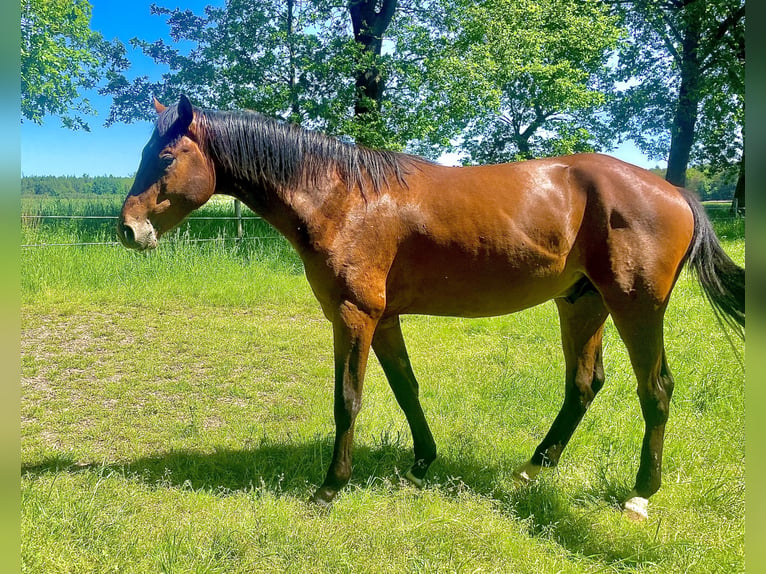 Hannoveraner Hengst 2 Jahre 160 cm Brauner in BerneBerne